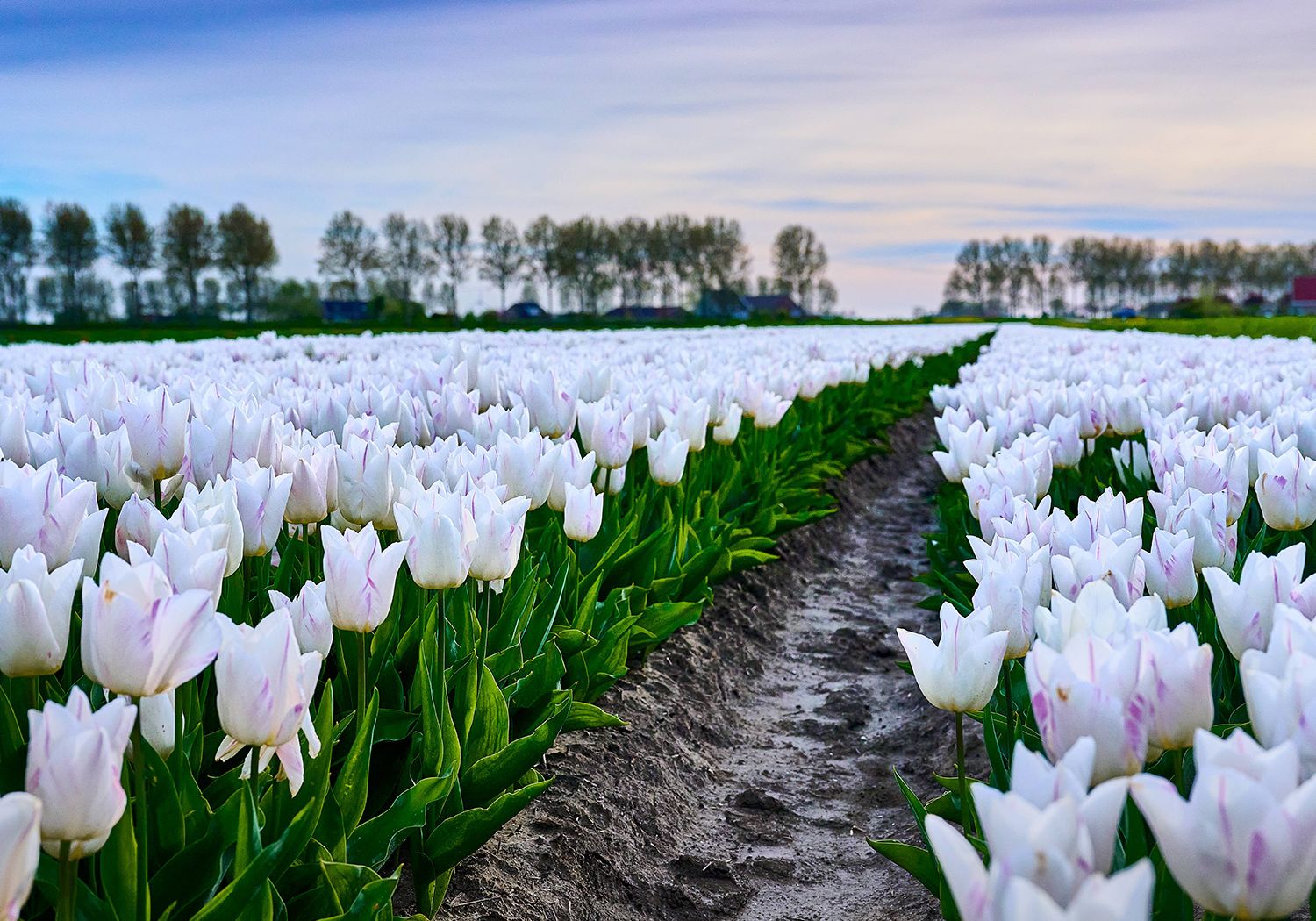 L&M Rijnsburg slideshow impressie