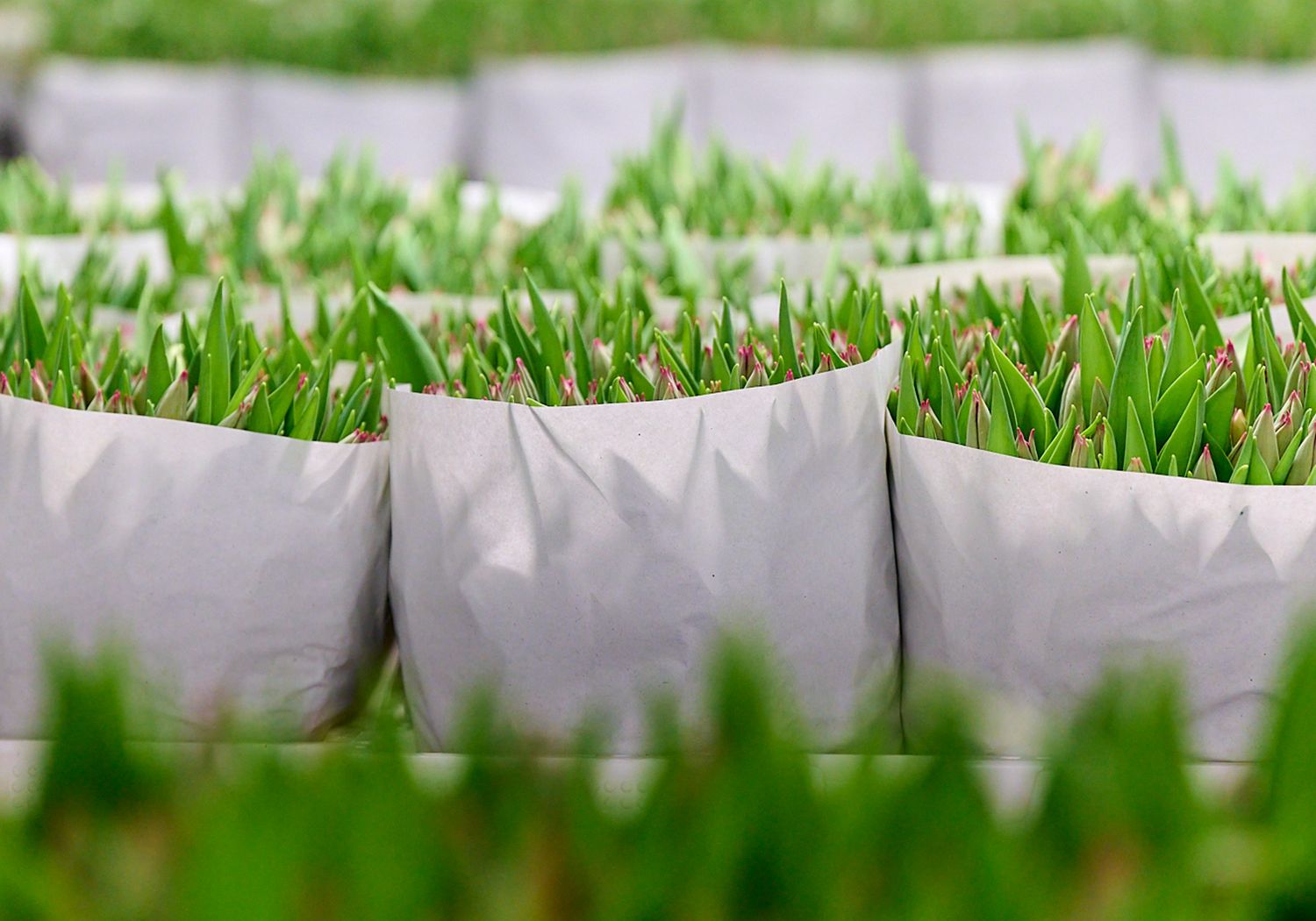 L&M Rijnsburg slideshow impressie