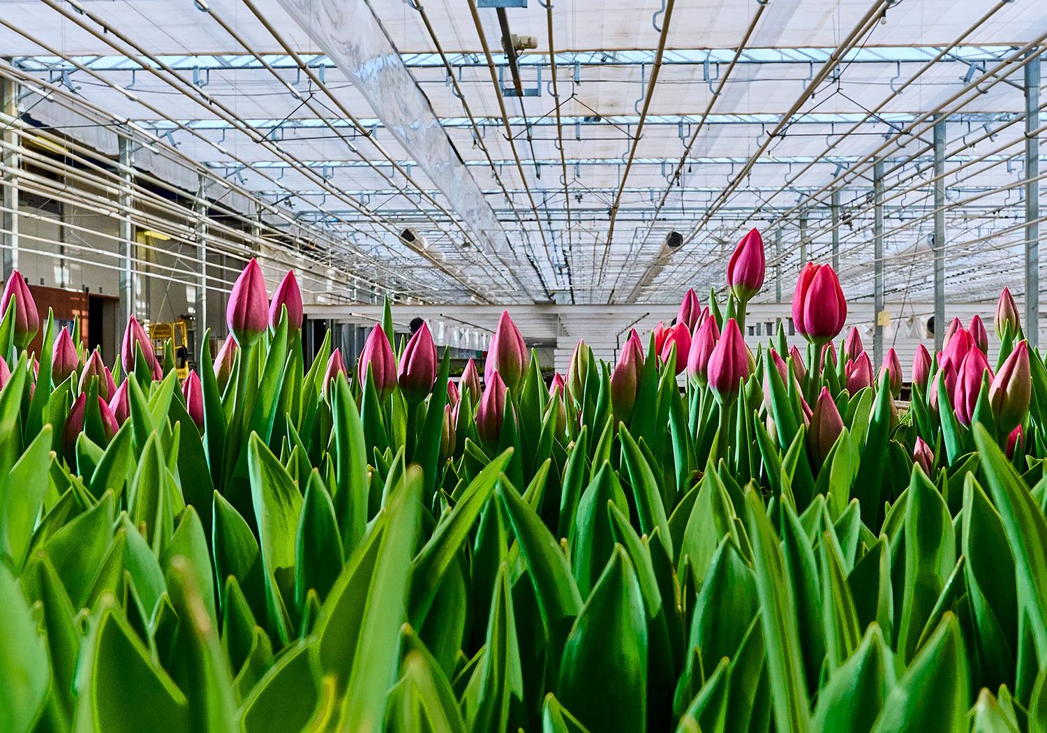 L&M Rijnsburg slideshow impressie